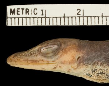 Media type: image;   Herpetology R-172931 Aspect: head lateral